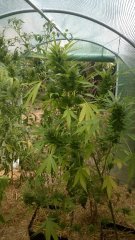 Auto Malawi x Northern Lights phéno #3