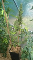 Auto Malawi x Northern Lights phéno #1