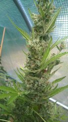 Auto Malawi x Northern Lights phéno #1