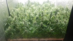 scrog_1.jpg