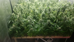 scrog_2.jpg