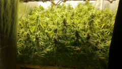 scrog_ouverture.jpg