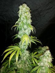 Sour power OG (12/12 +60)