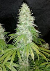Sour power OG (12/12 +60)