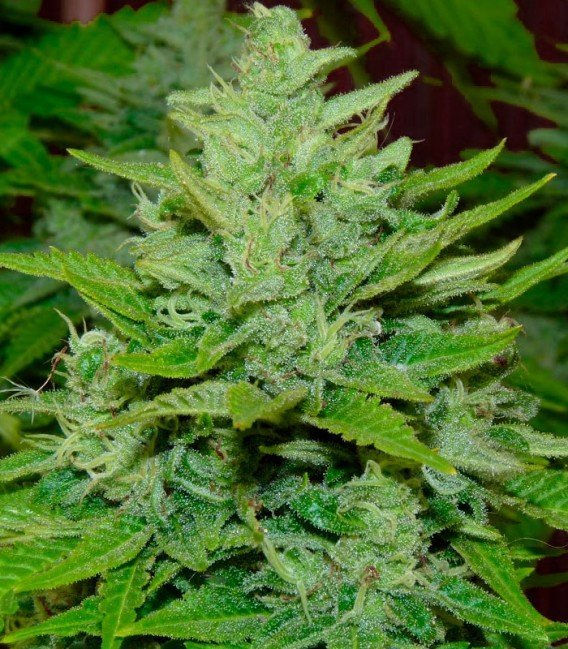 Sour Critical ( Fast Version )
