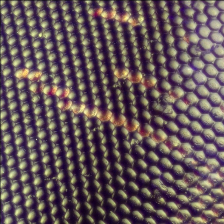 crop mouchecw.jpg