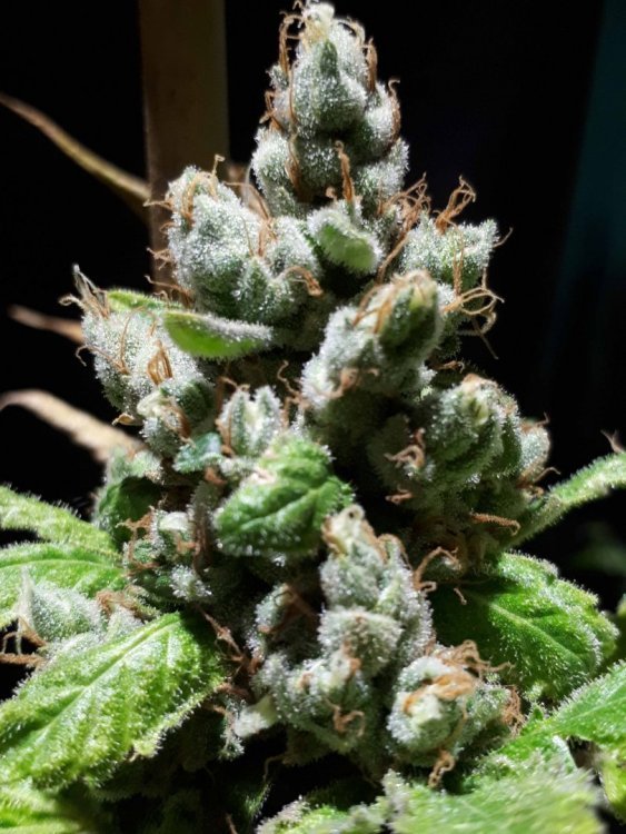 sour and clean 2.jpg