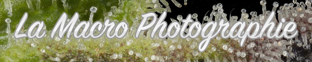 macro photographie.jpg