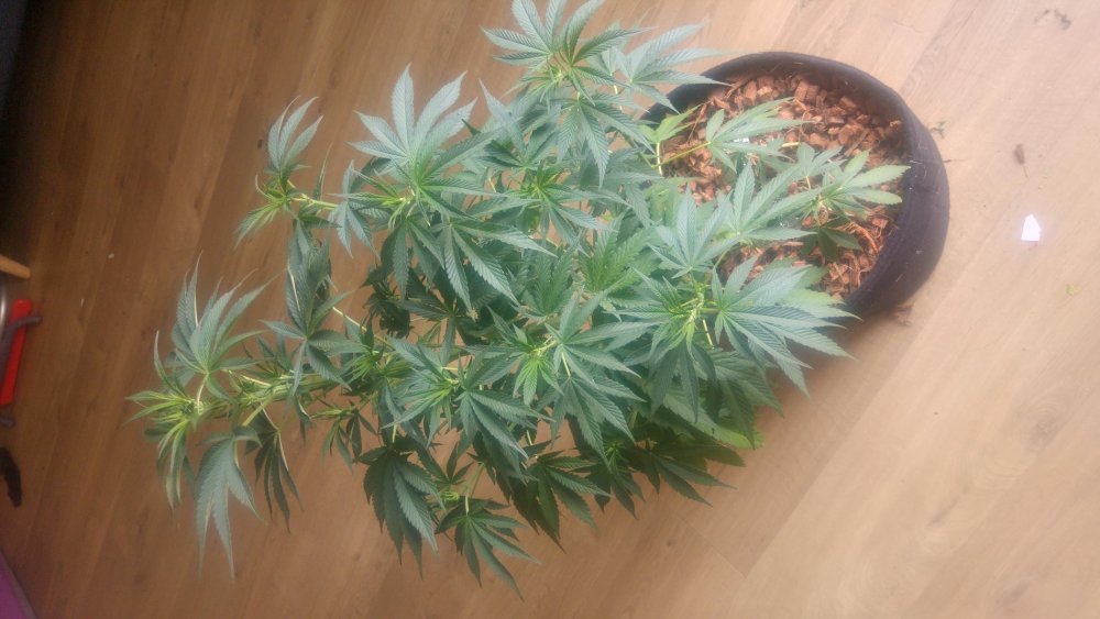 20180823_184632_HDR.jpg