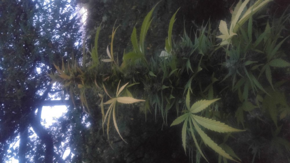 20180903_204301_HDR.thumb.jpg.5969a8ee314dfac394f21a3bf5fb430f.jpg