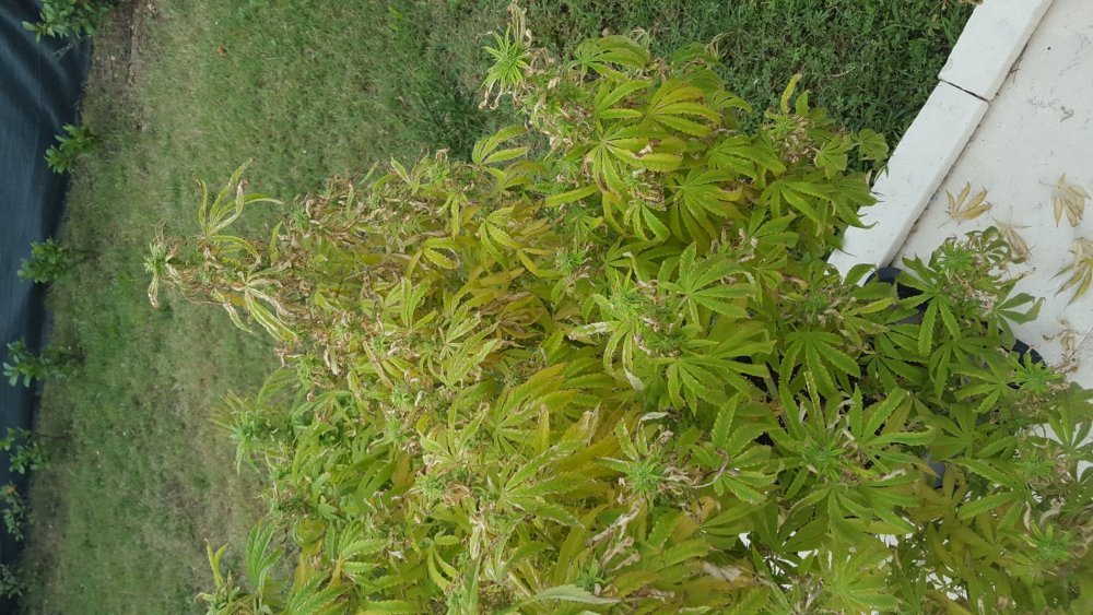 20180906_153825.jpg