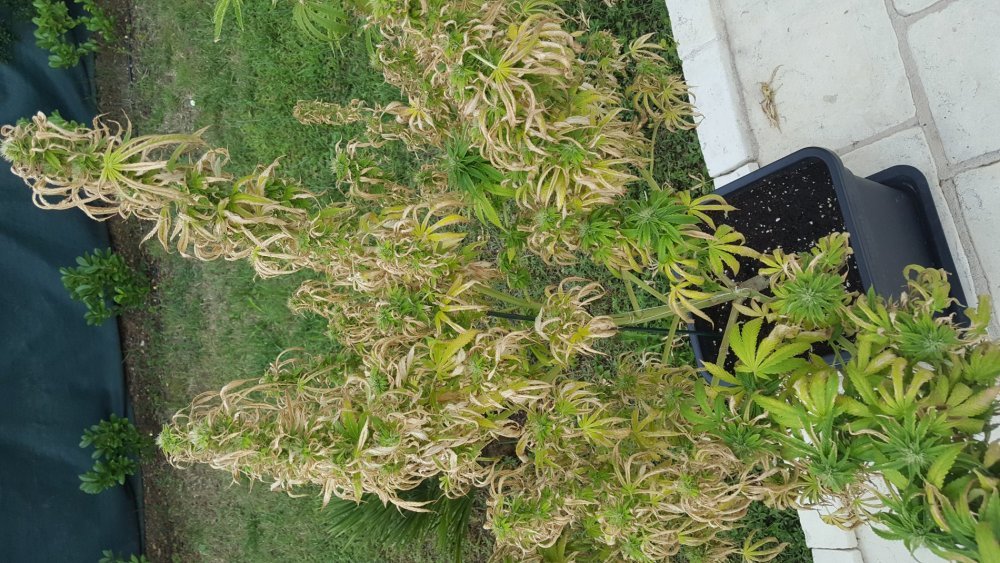 20180906_153829.jpg