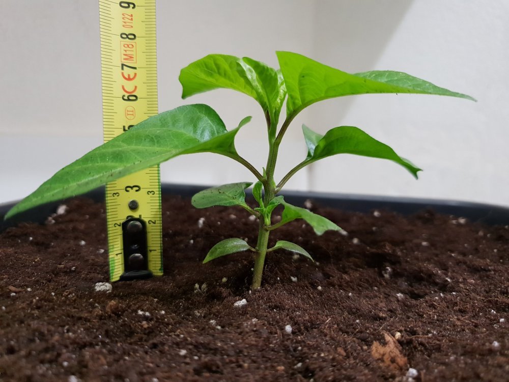 20180922_180803.thumb.jpg.6ac611f1e43bb62c5e1aaa13daeb014b.jpg