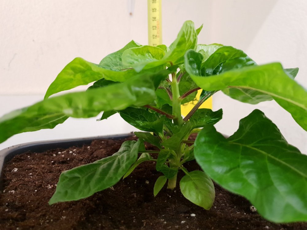 20180922_183436.jpg