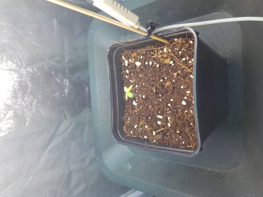 20180923_233907.thumb.jpg.b6e47fb2b0a532ac408633d712f72ea2.jpg