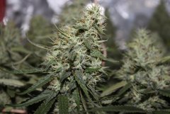 Bloom_bud+58_-_Copie.JPG