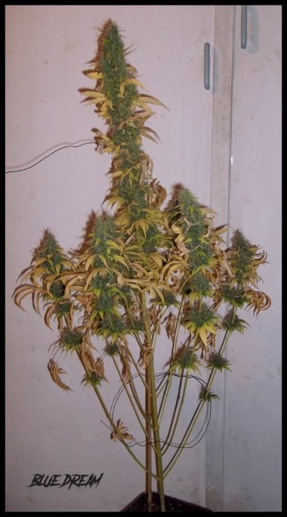 BLUEDREAM.thumb.jpg.790ec91822b12bbc3a8be8906e52c0bb.jpg