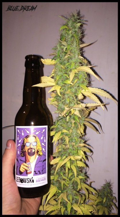 BlueDreamBUD.thumb.jpg.13550c322bdda1f25957684d0adea53d.jpg