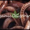 organicOGgrower