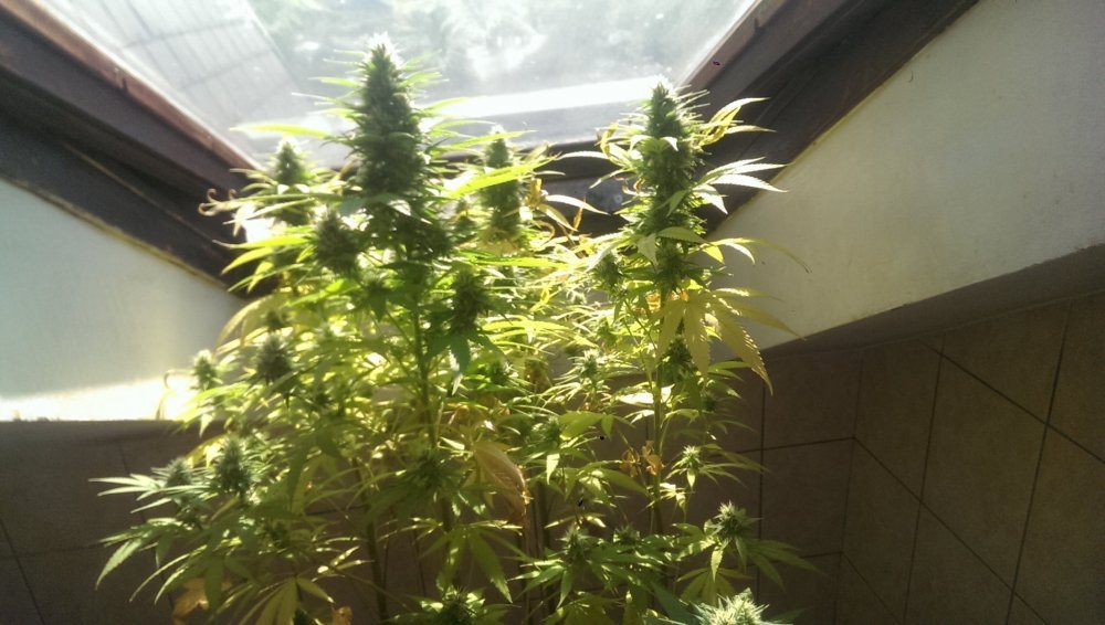 IMAG0511.jpg