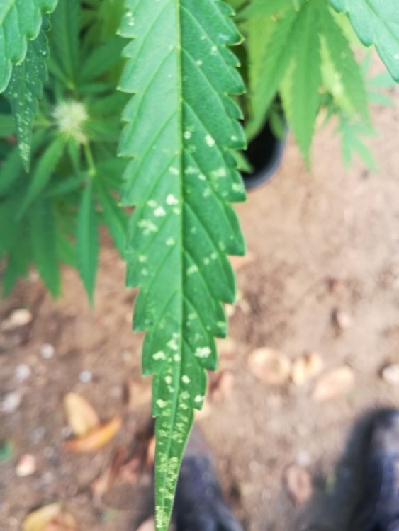 IMG_20180907_102723.jpg