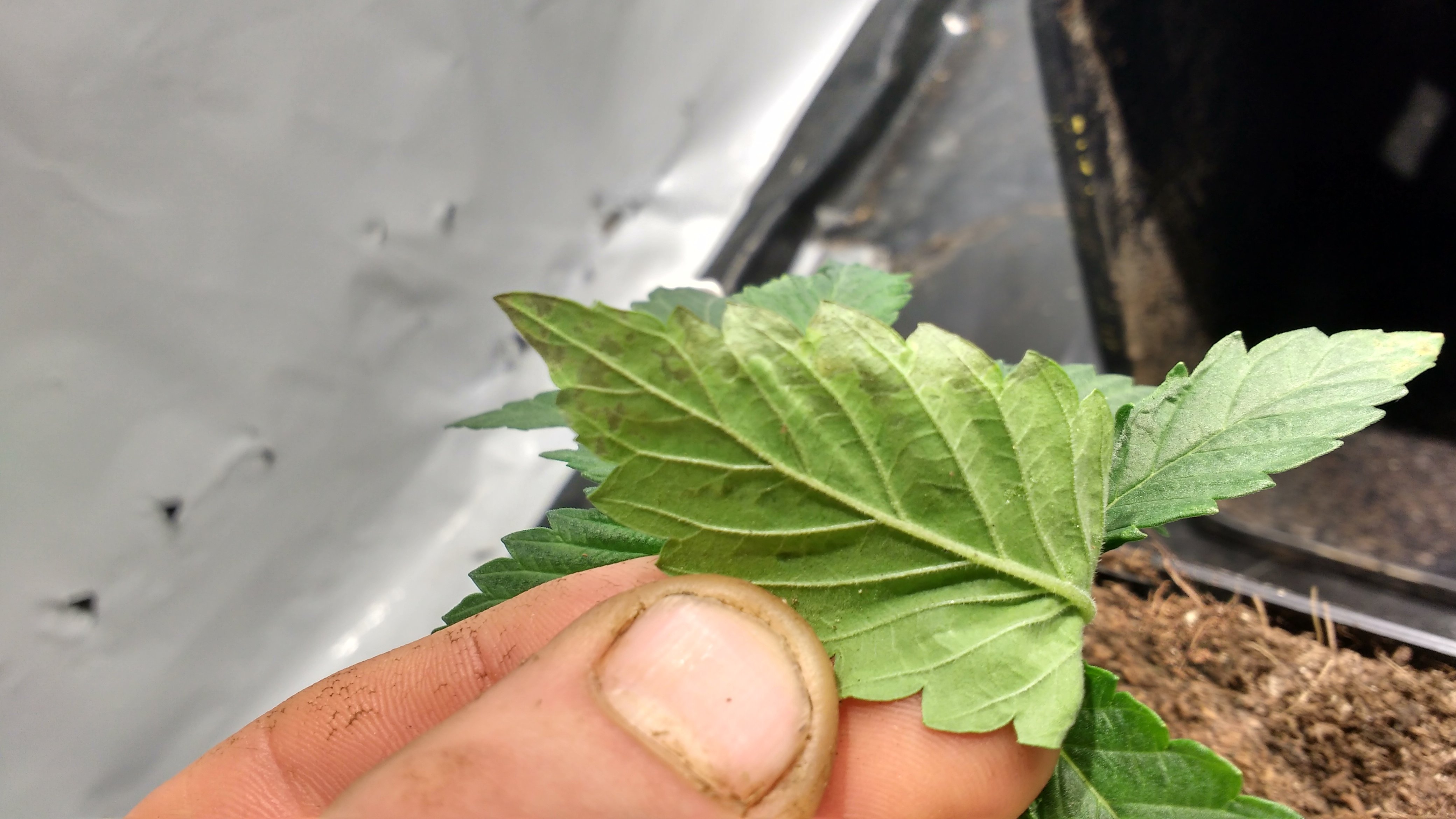 IMG_20180918_170637970_HDR_cleaned.jpg.d957d1230c3cfb59e40cca279ce11732.jpg