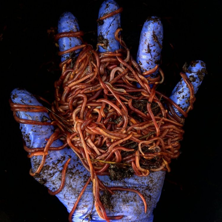 JDC_4_worm_Porn.thumb.jpg.6ba38d0c9aa2db0df1d18781d826d724.jpg