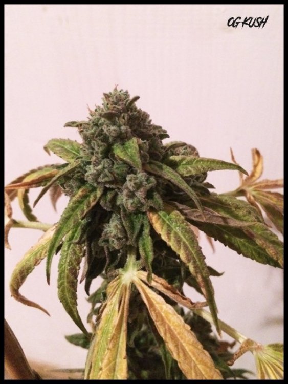 OGKushBUD.thumb.jpg.70ede45d4f9a8d26951bacd792ea5de4.jpg