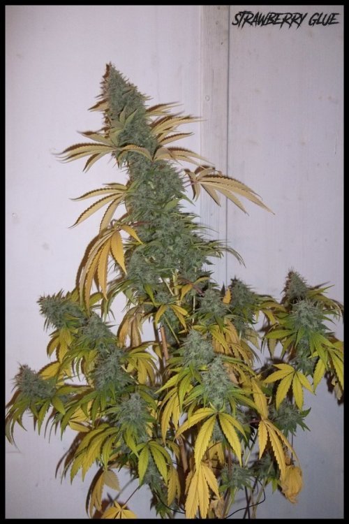 STRAWBERRYGLUE.thumb.jpg.81ea32d4a38694d8074bc6c6fcec08d7.jpg