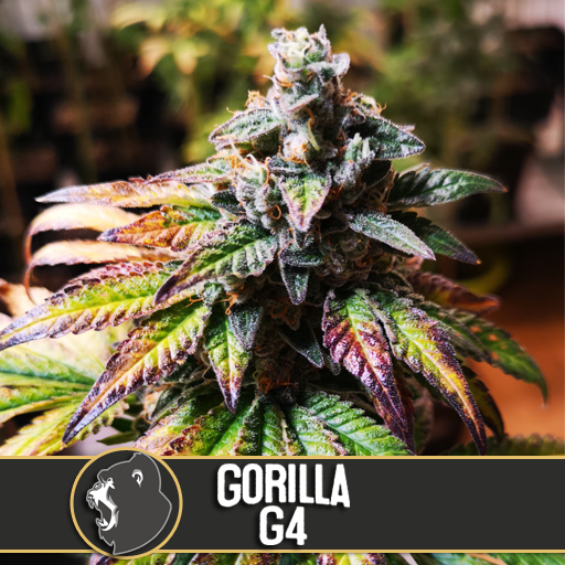 Gorilla Glue #4