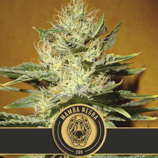 Black Mamba CBD