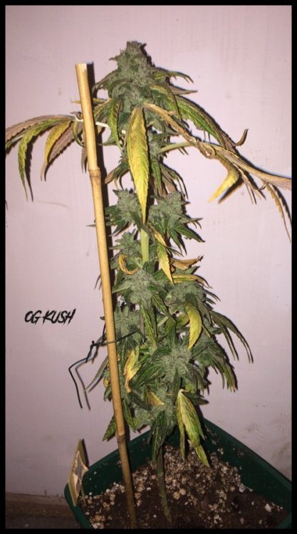 ogkush.thumb.jpg.61c75543ba8ebfa485b7db35f4e03603.jpg