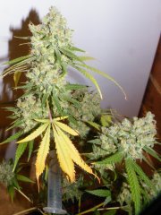 1 c kush
