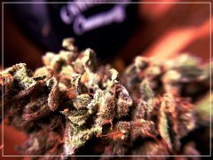 Minth-Cookie  (french touch seed)