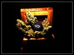 Girl Scout Cookie  ( BlimBurn Seeds)