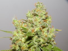2 c kush