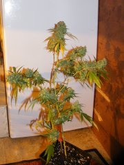 3 c kush