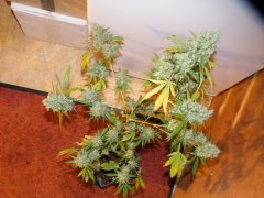 c kush