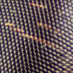 Oeil mouche