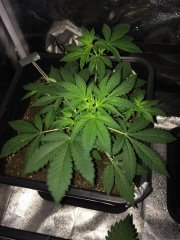 Sage n Sour FLO+4