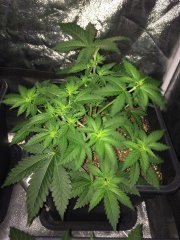 VanillaKush Flo+4