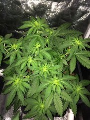 Vanilla Kush FLO+9