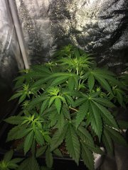 Sage n' Sour FLO+9
