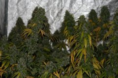 Sour power OG (12/12 +71 / R +15)