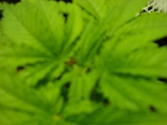 DSC06441.JPG