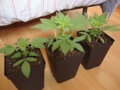 Shiva skunk