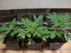 Shiva skunk