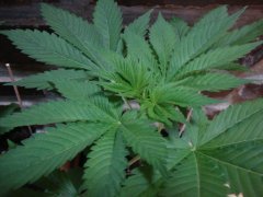 Shiva skunk
