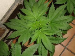 Black bomb