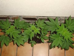 Shiva skunk
